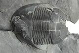 Bargain, Isoteloides Flexus Trilobite - Fillmore Formation, Utah #226170-1